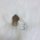 Smoky Quartz Crystal Tower - 1.25"